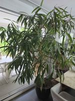 Zimmerpflanze Ficus Alii gross 220cm