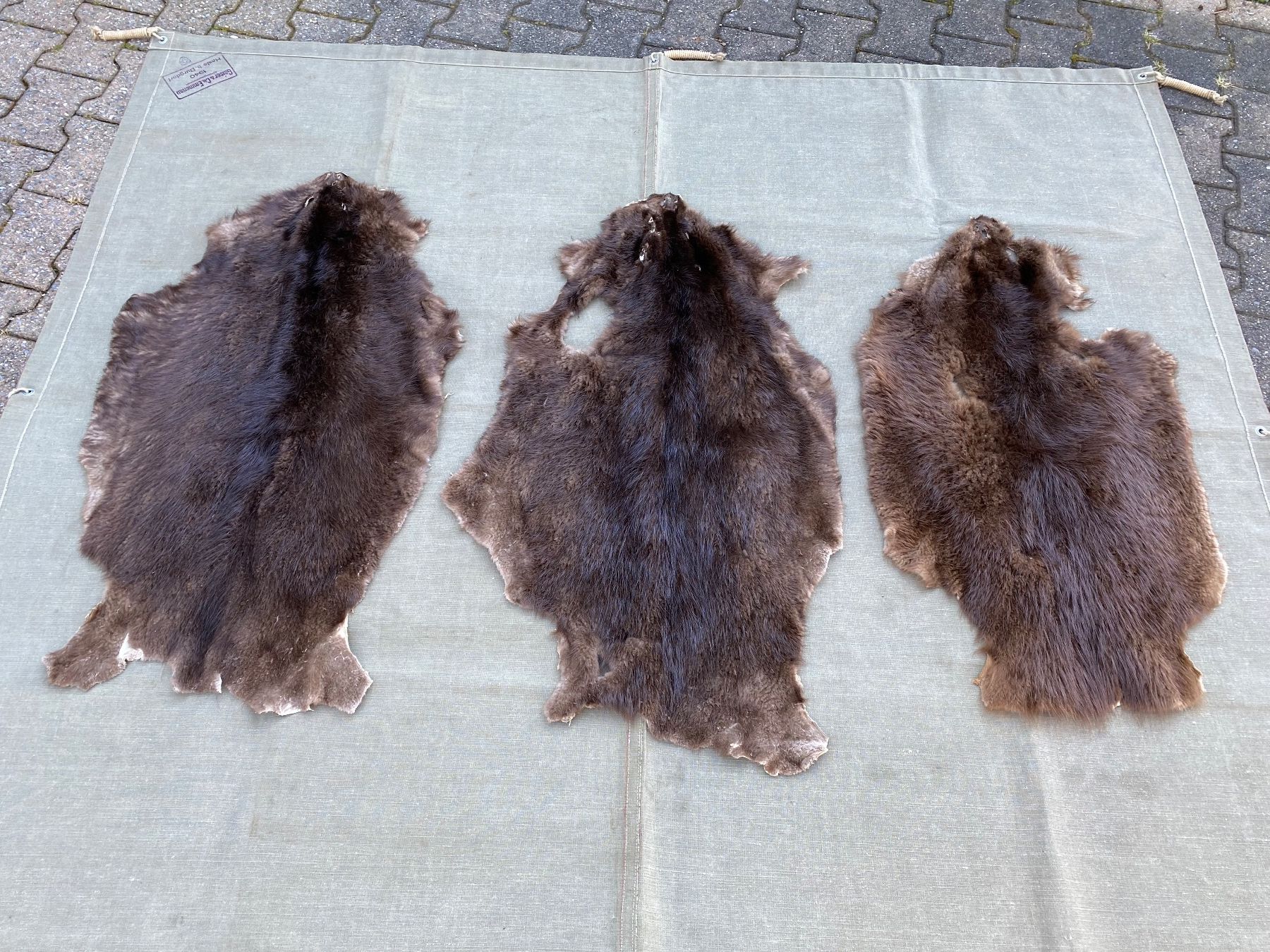 Il mondo degli animali: 3 schöne gegerbte Biberfelle – Usato da Feldbach venduto da Olive1 6