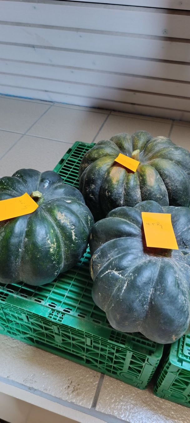 Plantes & graines: Courge – Neuf (Voir description) à Fribourg par del_hp6t 4