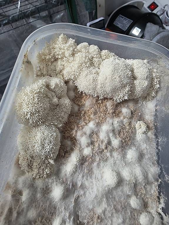 Altro: Kits de Culture de Champignons – Usato da Bavois venduto da red_r2tm 2