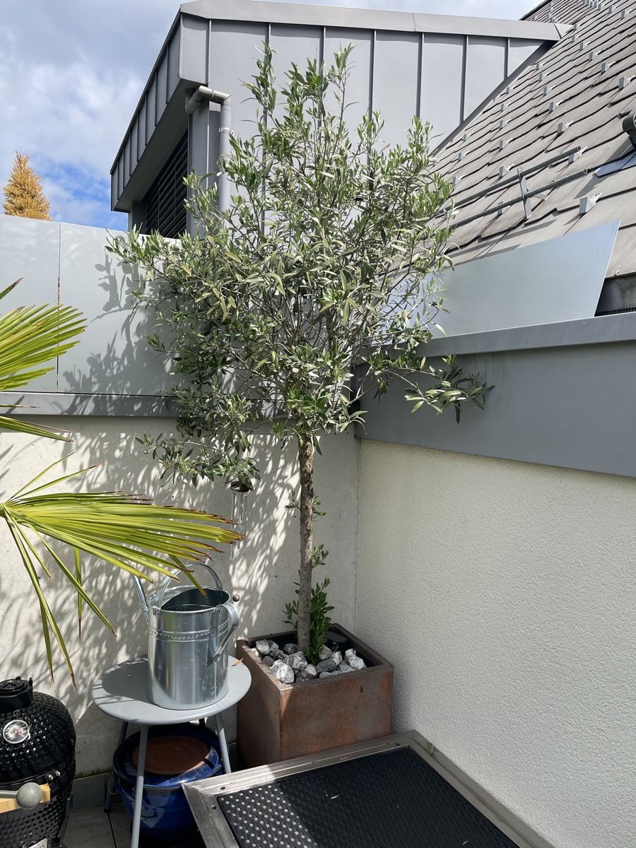 Plantes & graines: Wunderschöner Olivenbaum – D'occasion à Grüningen par Caroline_Caroline