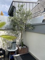 Wunderschöner Olivenbaum