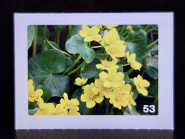 MIGROS MANIA Nature Detectives Nr. 53