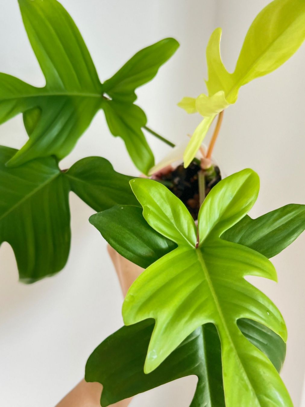 Piante & sementi: Philodendron Florida Ghost💚 – Usato da Glattpark(Opfikon) venduto da ste_n99y 4