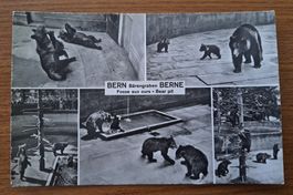 🇨🇭 "Fosse aux ours " Berne 1961 carte postale vintage