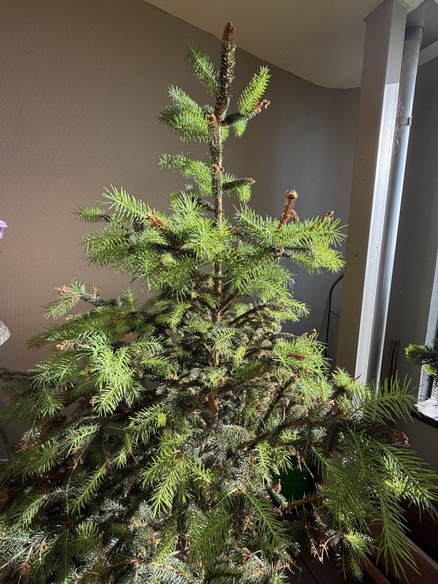 Pflanzen & Samen: Tannenbaum 🌲  – Gebraucht aus Altendorf von Angie__Z 1