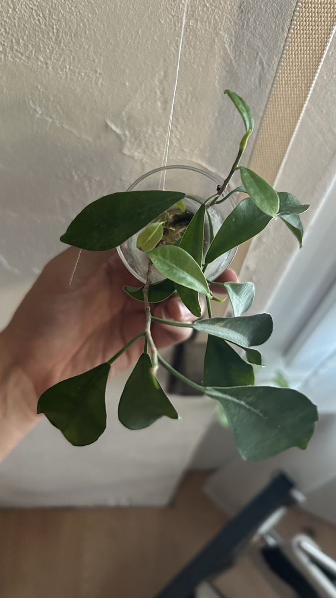 Bonsai Steckling Ficus Ginseng, Microscopa (Neu (gemss Beschreibung)) in  Ehrendingen fr CHF 5  mit Lieferung auf Ricardo kaufen