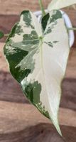 Alocasia Gageana albo Mint rizhom 