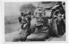 Katzen beim Militär