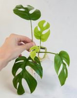 Monstera minima, Rhaphidophora tetrasperma Kopfsteckling🤩