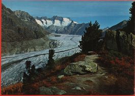 FIESCH Aletschwald am Grossen Aletschgletscher