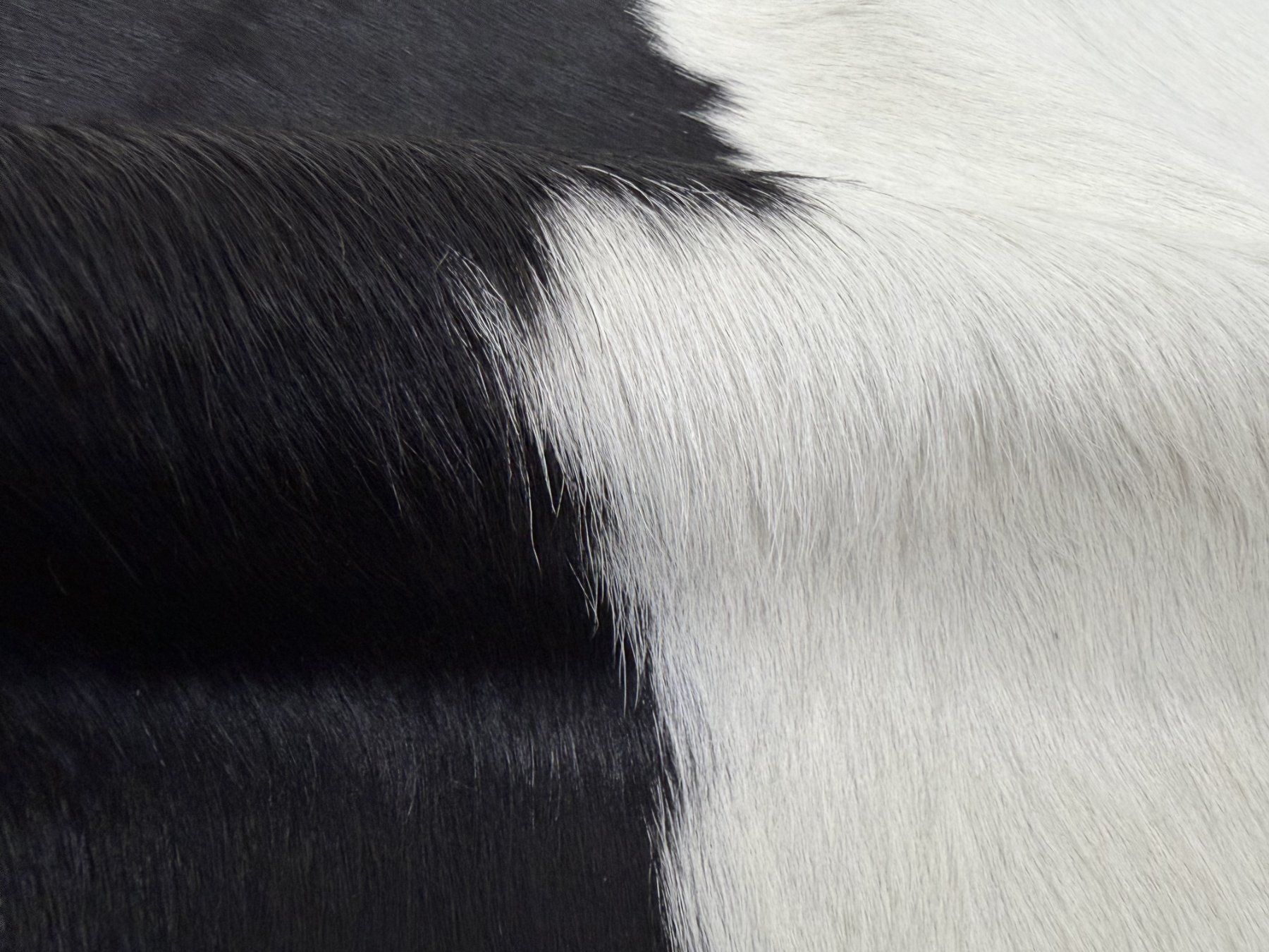 Tappeti: echtes Kuhfell Teppich – Nuovo e nell'imballaggio originale da Arbedo venduto da patagonialeatherrugs 1