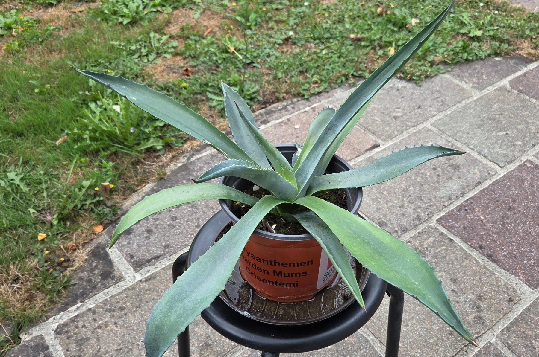 Pflanzen & Samen: Agave, kein Kaktus, eine Sukkulente – Gebraucht aus Würenlos von Browni01 1