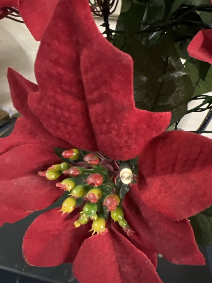 Leuchtende Kunstblume Weihnachtsstern (d) (Gebraucht) in Rorschach fr CHF  7  mit Lieferung auf Ricardo kaufen