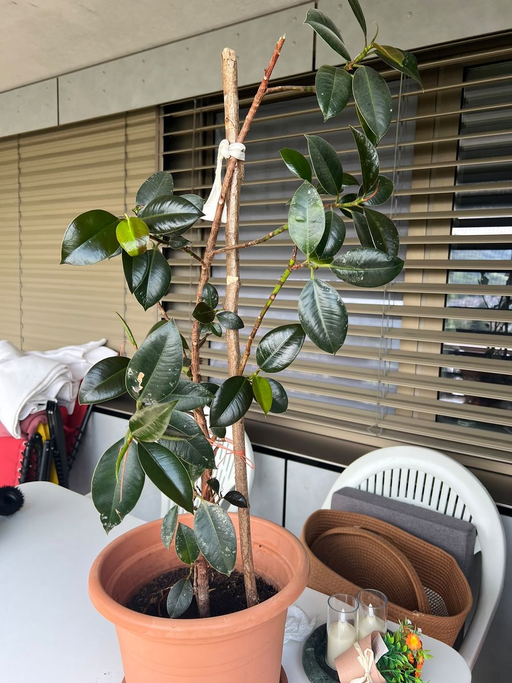 Piante & sementi: Gummibaum Ficus Pflanze  – Usato da Zürich venduto da Abrar123 1