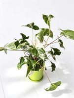 Syngonium Albo variegated (L)