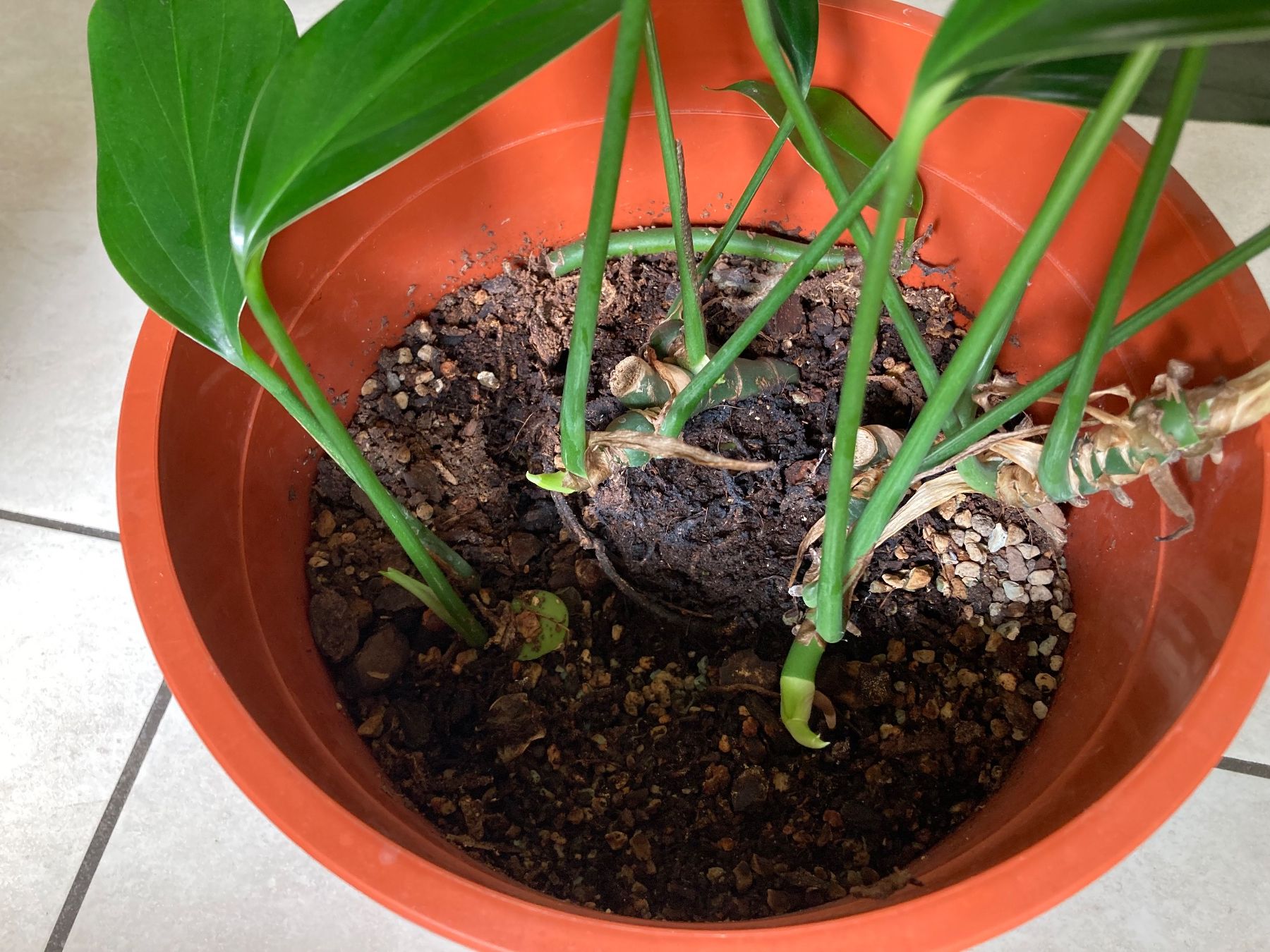 Piante & sementi: Epipremnum pinnatum ‘Dragon Tail’ – Usato da Hitzkirch venduto da eve_may 4