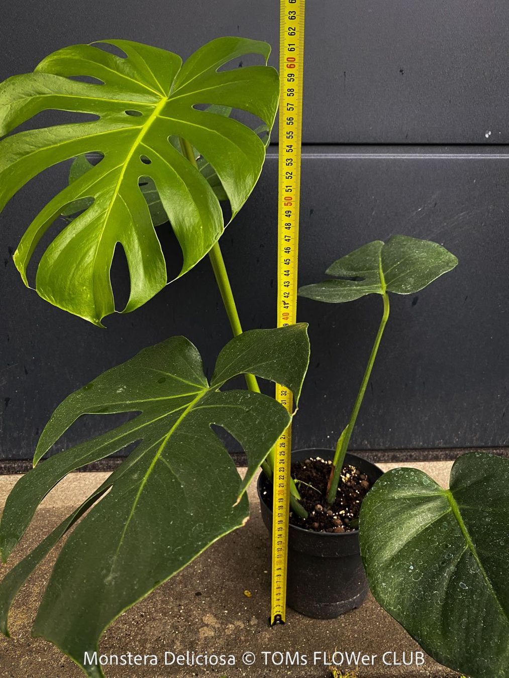 Piante & sementi: Monstera Deliciosa - echte, gross-blättrige Grundform – Nuovo e nell'imballaggio originale da Adliswil venduto da astom369 6