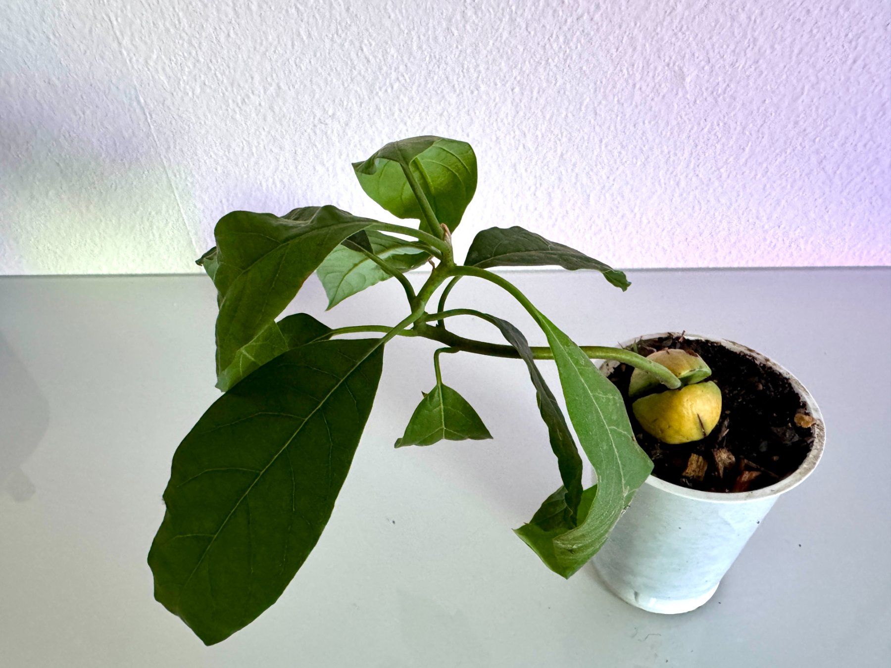 Pflanzen & Samen: Avocado Bonsai Baum (tilted trunk) – Gebraucht aus Schlieren von Edgar_k 1