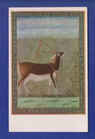 ANTILOPE