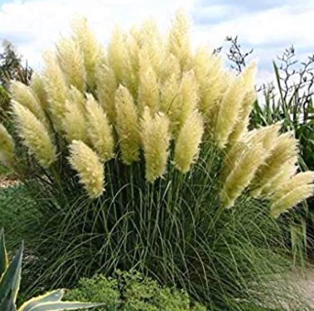 Ab 1. fr 10 SAMEN PAMPAS GRAS 10 GRAINES 10 SEMI 10 SEEDS Kaufen auf