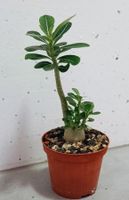 Adenium obesum