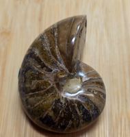 Ammonit 140g