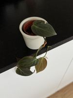 Philodendron Micans - Babypflanze #3