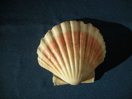 Muschelschale etwa 10 cm breit und 8.5 cm hoch