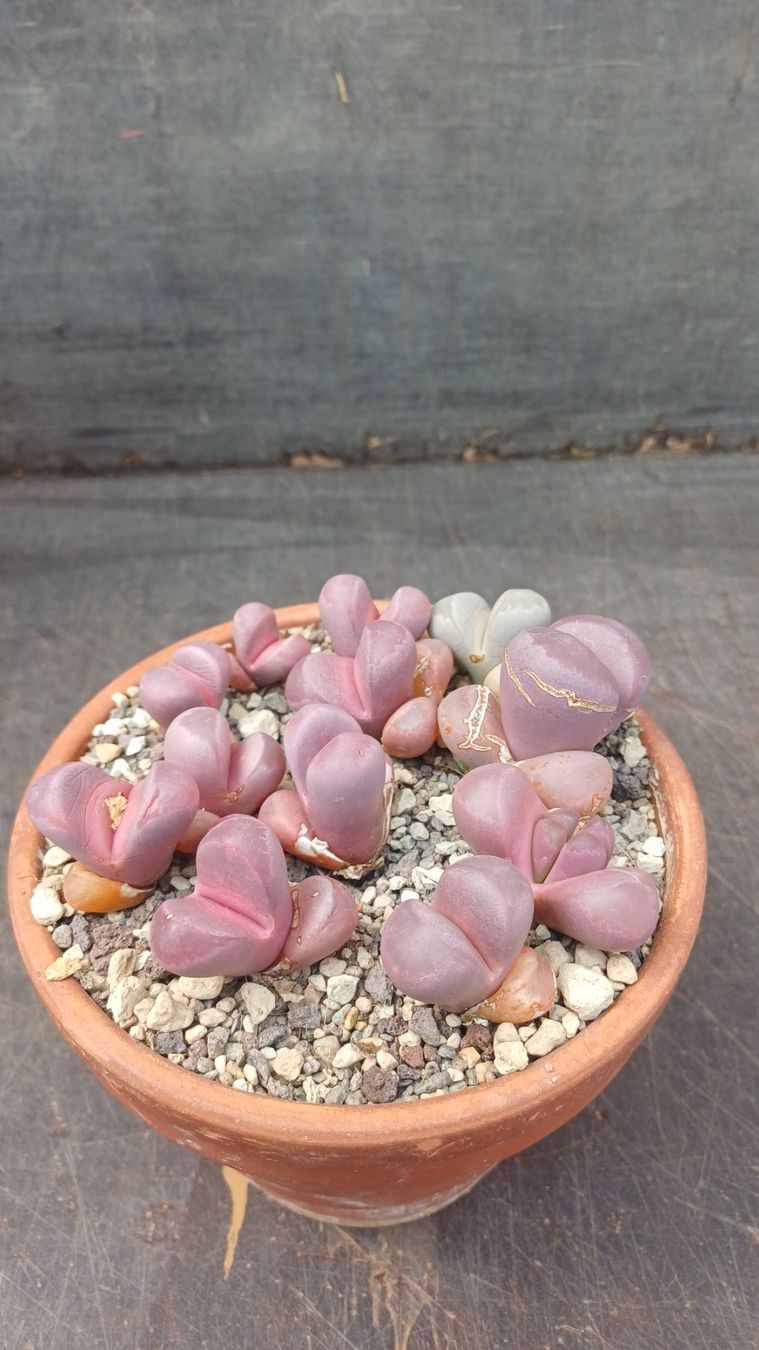 Pflanzen & Samen: Lithops optica Rubra – Gebraucht aus Neftenbach von QuiQuo