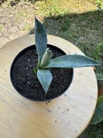 Agave 10 cm hoch