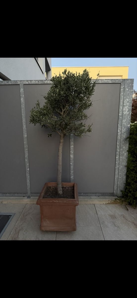 Piante & sementi: Olivenbaum in quadratischem Tontopf – Usato da Hagendorn venduto da Miodedi