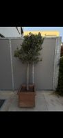 Olivenbaum in quadratischem Tontopf