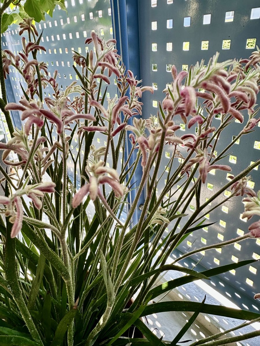 Pflanzen & Samen: Känguru-Blume – Gebraucht aus Dübendorf von van_s878 1
