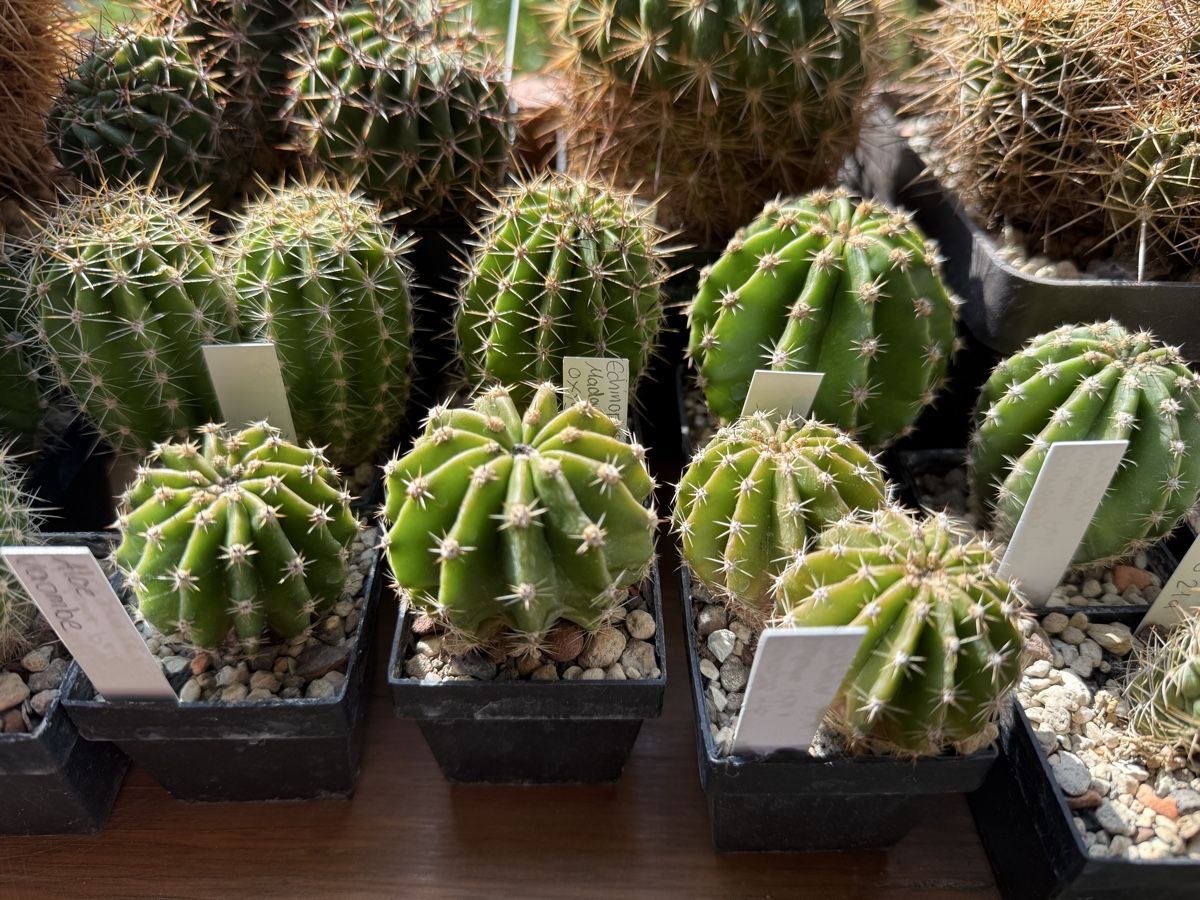 Pflanzen & Samen: Echinopsis Hyb. Madame Pele x oxygana – Gebraucht aus Rorbas von SimS0n 5