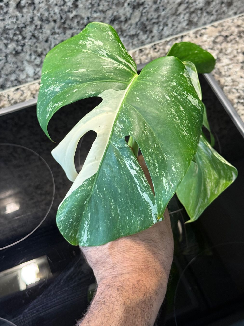 Piante & sementi: Monstera Variegata Half Moon, Steckling in Wasser – Usato da Mendrisio venduto da MonsteraLovers 4