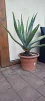 Grosse Agave americana frisch im Topf ca 120 cm hoch Rarität
