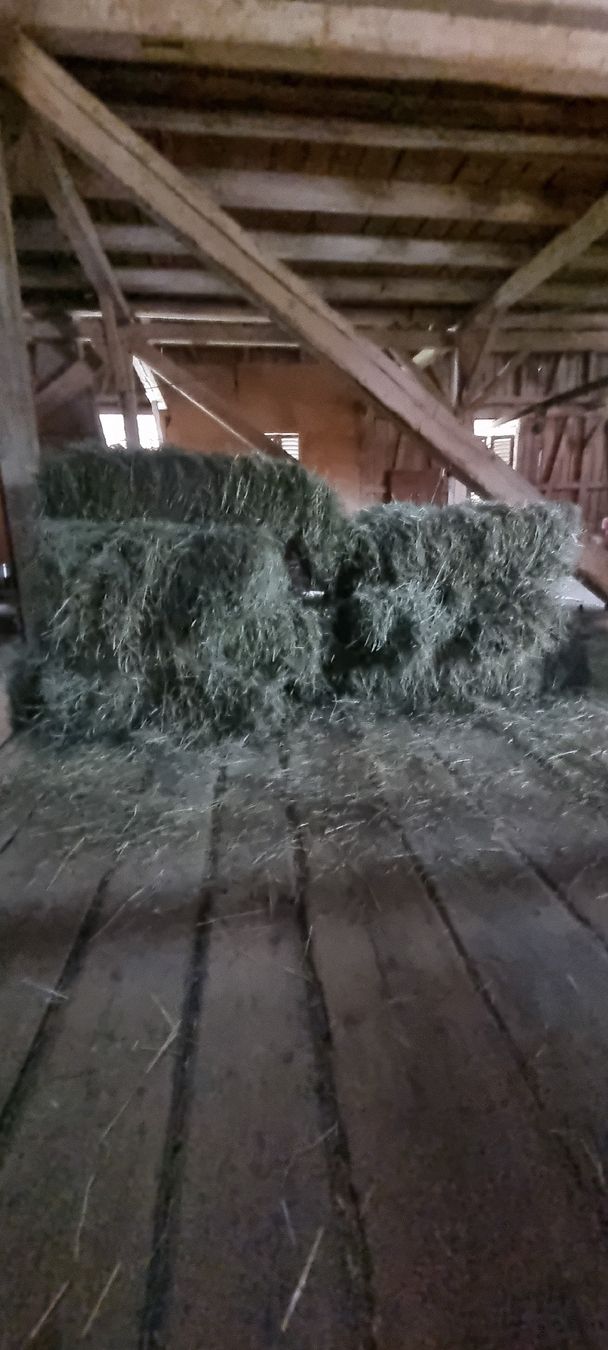 Mangimi: Emdballen schonend hergestellt – Nuovo (secondo la descrizione) da Arnegg venduto da JoelDietrich