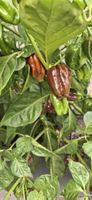 Habanero Chocolate Chili