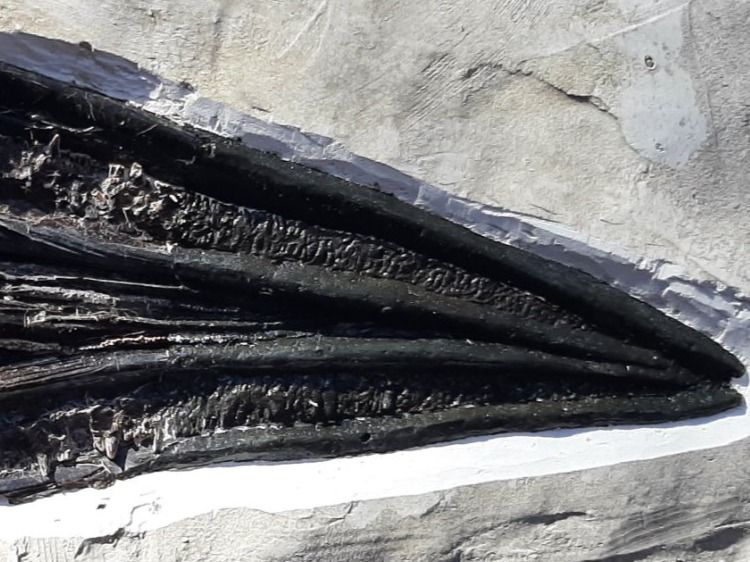 Fossili: Fossiler Fisch, Knochenhecht – Usato da Rickenbach BL venduto da Oktober68 4