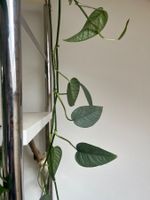 Epipremnum Cebu Blue, Stammsteckling