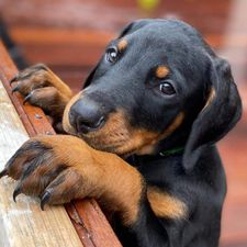 Profile image of Dobermann5