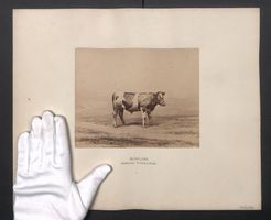 Fotografie Internationale Landwirtschaft