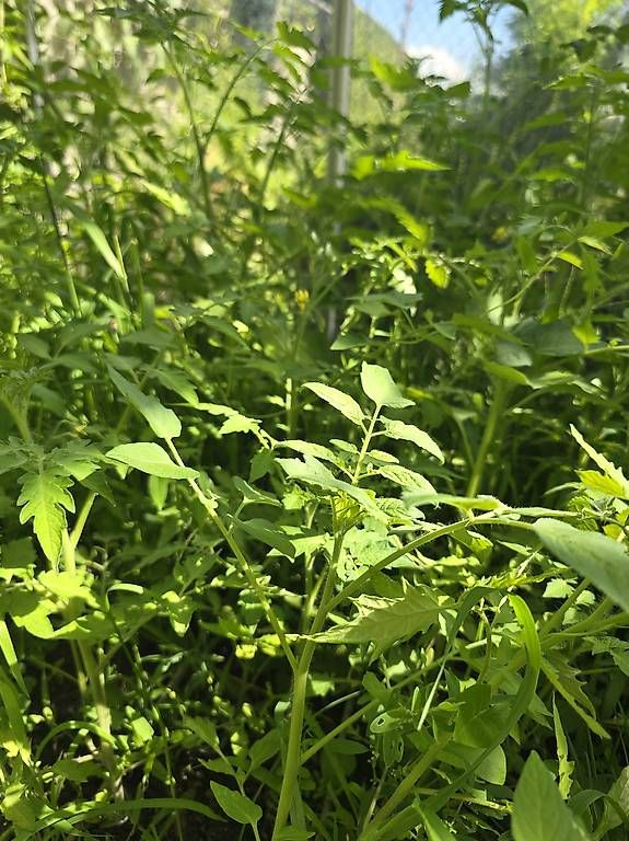 Piante & sementi: Tomates zollinger BIO – Usato da Mex VD venduto da tomas89