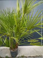 Chamaerops Humilis - fürs Haus oder Garten - robuste Palme