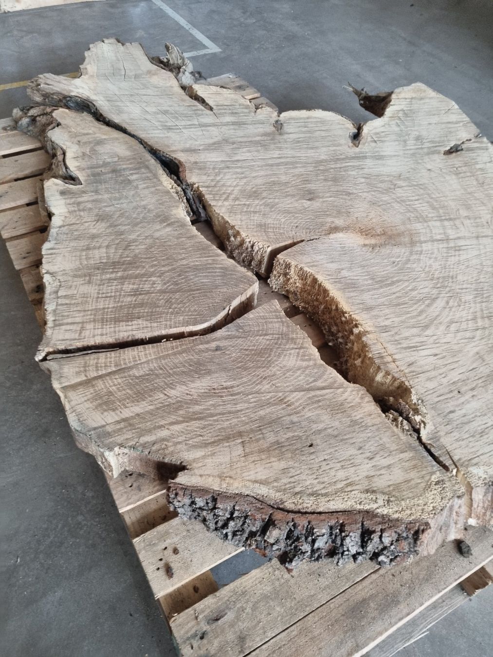 Articoli in legno: Baumscheibe Eiche Tischplatte Eichenplatte XXL  210 cm – Usato da Rheineck venduto da Dein_Wunschholz 1