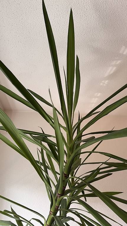 Plantes & graines: Grosse Yucca-Palme – D'occasion à Solothurn par Juliasju 2