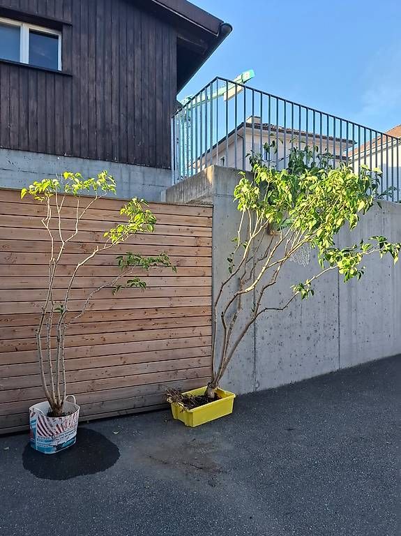 Piante & sementi: Fliederbaum – Nuovo e nell'imballaggio originale da Kirchberg SG venduto da sba_6r6q