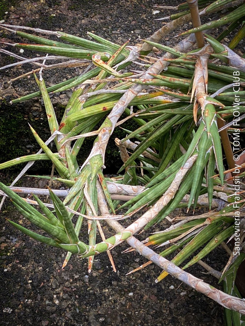 Pflanzen & Samen: Sansevieria Francisii - einzigartig schön - oder? – Neu und originalverpackt aus Adliswil von astom369 1