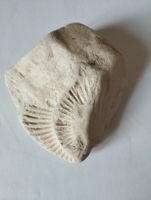Fossile d'ammonite ( en partie)